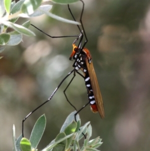 Clytocosmus helmsi at Cotter River, ACT - 24 Feb 2017 11:20 AM