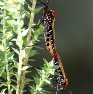 Clytocosmus helmsi at Cotter River, ACT - 24 Feb 2017 11:20 AM