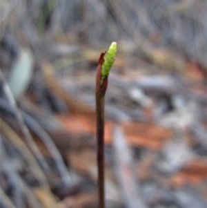 Corunastylis clivicola at Cook, ACT - 25 Feb 2017