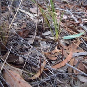 Corunastylis clivicola at Cook, ACT - 25 Feb 2017