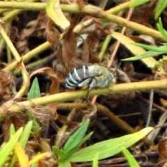 Amegilla sp. (genus) (Blue Banded Bee) at Belconnen, ACT - 25 Feb 2017 by CathB