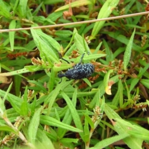 Chrysolopus spectabilis at Belconnen, ACT - 25 Feb 2017