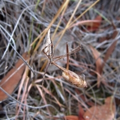 Argiope protensa (Long-tailed Argiope) at Cook, ACT - 13 Feb 2017 by CathB