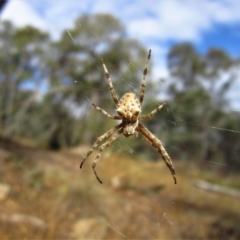 Hortophora sp. (genus) (Garden orb weaver) at Belconnen, ACT - 25 Feb 2017 by CathB