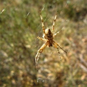 Hortophora sp. (genus) at Belconnen, ACT - 25 Feb 2017 04:04 PM