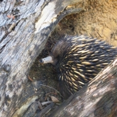 Tachyglossus aculeatus (Short-beaked Echidna) at Belconnen, ACT - 25 Feb 2017 by CathB