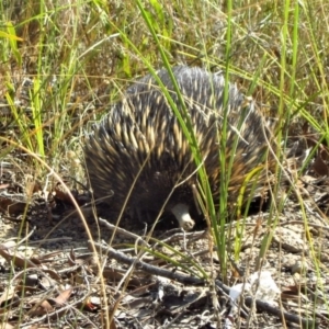 Tachyglossus aculeatus at Belconnen, ACT - 25 Feb 2017