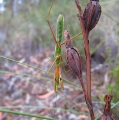 Pseudomantis albofimbriata at Belconnen, ACT - 25 Feb 2017 08:26 AM