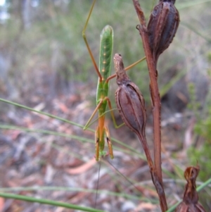 Pseudomantis albofimbriata at Belconnen, ACT - 25 Feb 2017 08:26 AM