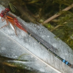 Xanthagrion erythroneurum (Red & Blue Damsel) at Forde, ACT - 26 Feb 2017 by CedricBear