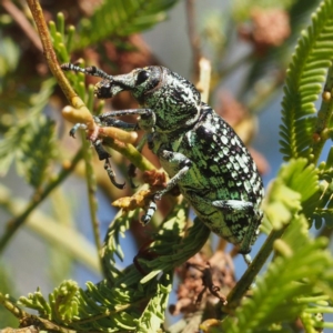 Chrysolopus spectabilis at Acton, ACT - 23 Feb 2017 09:56 AM