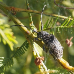 Ancita australis (Longicorn or longhorn beetle) at Acton, ACT - 22 Feb 2017 by David