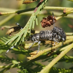 Ancita australis at Acton, ACT - 23 Feb 2017