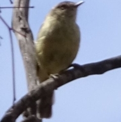 Acanthiza reguloides (Buff-rumped Thornbill) at Greenway, ACT - 26 Feb 2017 by SteveC