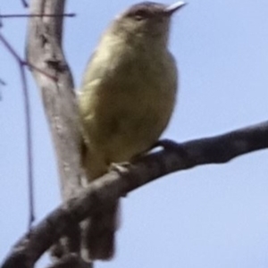 Acanthiza reguloides at Greenway, ACT - 26 Feb 2017