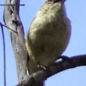 Acanthiza reguloides at Greenway, ACT - 26 Feb 2017