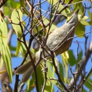 Caligavis chrysops at Greenway, ACT - 26 Feb 2017