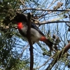 Dicaeum hirundinaceum (Mistletoebird) at Bullen Range - 26 Feb 2017 by SteveC