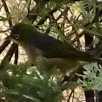 Zosterops lateralis (Silvereye) at Greenway, ACT - 26 Feb 2017 by SteveC