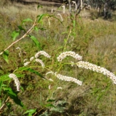 Persicaria lapathifolia at Greenway, ACT - 26 Feb 2017