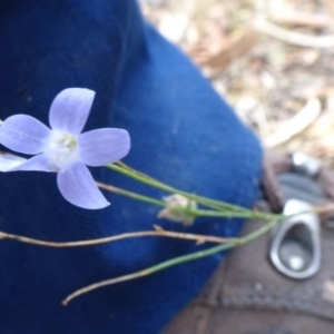 Wahlenbergia capillaris at Greenway, ACT - 26 Feb 2017