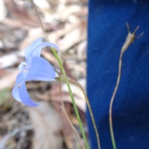 Wahlenbergia capillaris at Greenway, ACT - 26 Feb 2017