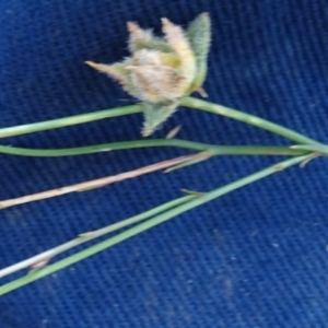 Wahlenbergia capillaris at Greenway, ACT - 26 Feb 2017