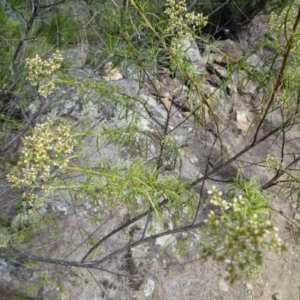 Cassinia quinquefaria at Greenway, ACT - 26 Feb 2017