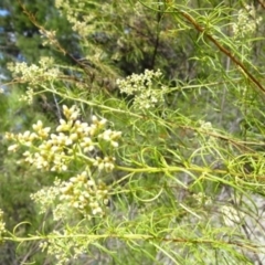 Cassinia quinquefaria at Greenway, ACT - 26 Feb 2017