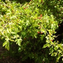 Crataegus monogyna at Greenway, ACT - 26 Feb 2017 05:07 PM