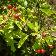 Crataegus monogyna at Greenway, ACT - 26 Feb 2017 05:07 PM