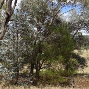 Acacia decurrens at Greenway, ACT - 26 Feb 2017 05:12 PM