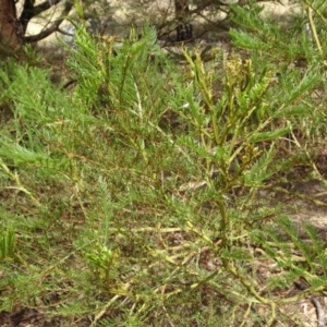 Acacia decurrens at Greenway, ACT - 26 Feb 2017 05:12 PM