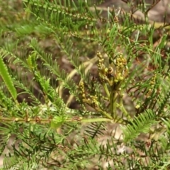 Acacia decurrens at Greenway, ACT - 26 Feb 2017 05:12 PM