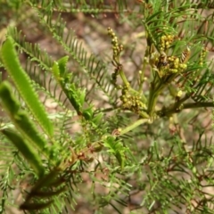 Acacia decurrens at Greenway, ACT - 26 Feb 2017 05:12 PM