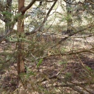 Acacia decurrens at Greenway, ACT - 26 Feb 2017 05:12 PM