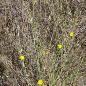 Chondrilla juncea at Greenway, ACT - 26 Feb 2017