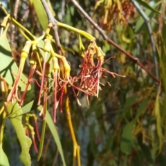 Amyema miquelii (Box Mistletoe) at Isaacs Ridge - 26 Feb 2017 by Mike