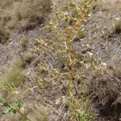 Lactuca serriola f. serriola (Prickly Lettuce) at Greenway, ACT - 26 Feb 2017 by SteveC