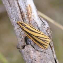 Phaeophlebosia furcifera (Forked Footman) at Booth, ACT - 25 Feb 2017 by MatthewFrawley