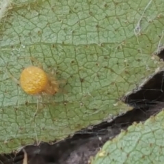 Araneus sp. (genus) (Orb weaver) at Symonston, ACT - 26 Feb 2017 by Mike