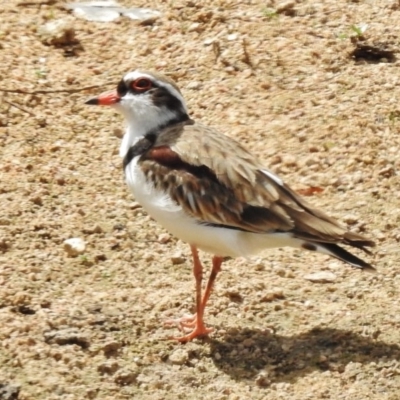 Thinornis melanops (Black-fronted Dotterel) at Paddys River, ACT - 26 Feb 2017 by JohnBundock