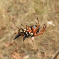 Austracantha minax (Christmas Spider, Jewel Spider) at Paddys River, ACT - 26 Feb 2017 by JohnBundock