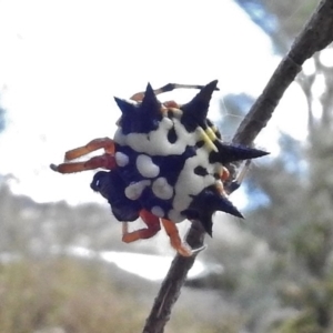 Austracantha minax at Paddys River, ACT - 26 Feb 2017