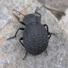 Nyctozoilus deyrolli (Darkling beetle) at Booth, ACT - 25 Feb 2017 by MatthewFrawley