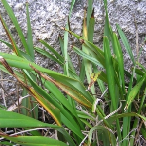 Dianella tasmanica at Booth, ACT - 26 Feb 2017