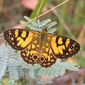 Oreixenica lathoniella at Booth, ACT - 26 Feb 2017 11:06 AM