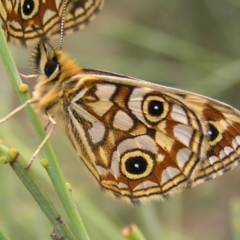 Oreixenica lathoniella at Booth, ACT - 26 Feb 2017 11:06 AM