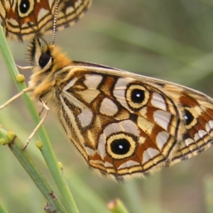 Oreixenica lathoniella at Booth, ACT - 26 Feb 2017 11:06 AM