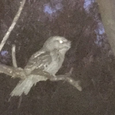 Podargus strigoides (Tawny Frogmouth) at Mount Taylor - 26 Feb 2017 by Wicko